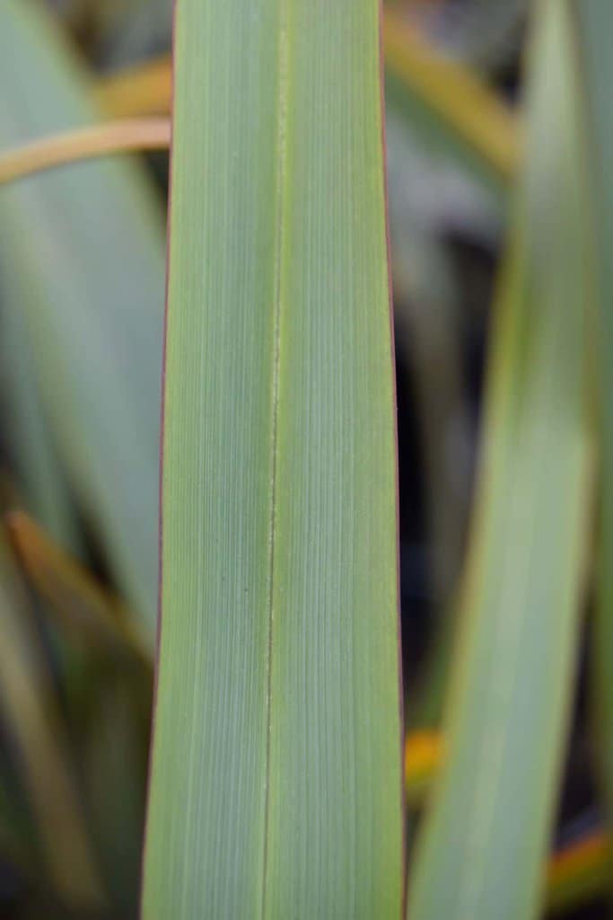Phormium tenax 60-80 cm